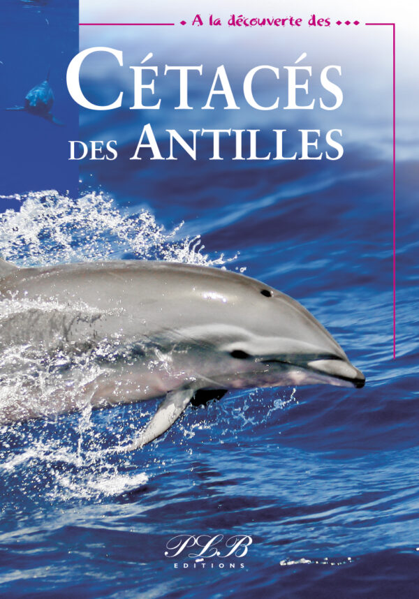 A LA DÉCOUVERTE DES CÉTACÉS