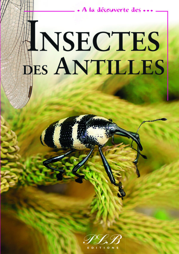 A LA DÉCOUVERTE DES INSECTES DES ANTILLES
