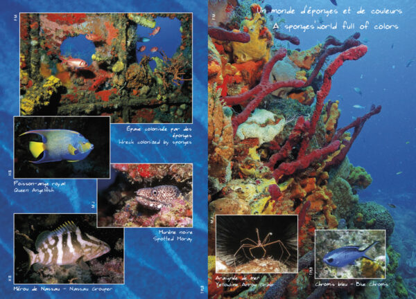 CARNET DE PLONGÉE DES ANTILLES - CARIBBEAN DIVING LOGBOOK – Image 7