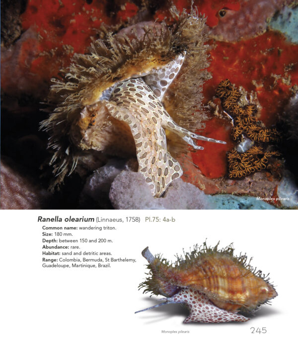 MARINE AND FRESHWATER MOLLUSCS OF THE FRENCH CARIBBEAN – Image 3