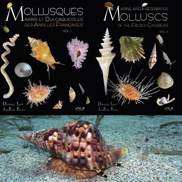 Coffret Mollusques