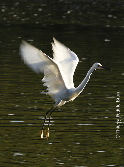 14 Aigrette neigeuse_O0A5056 THY