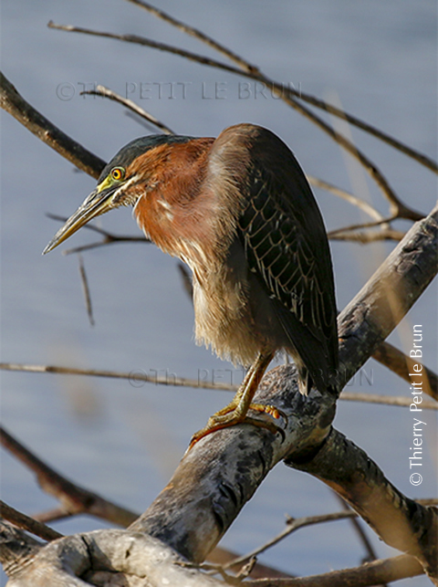 16 HERON VERT_O0A9659 THY