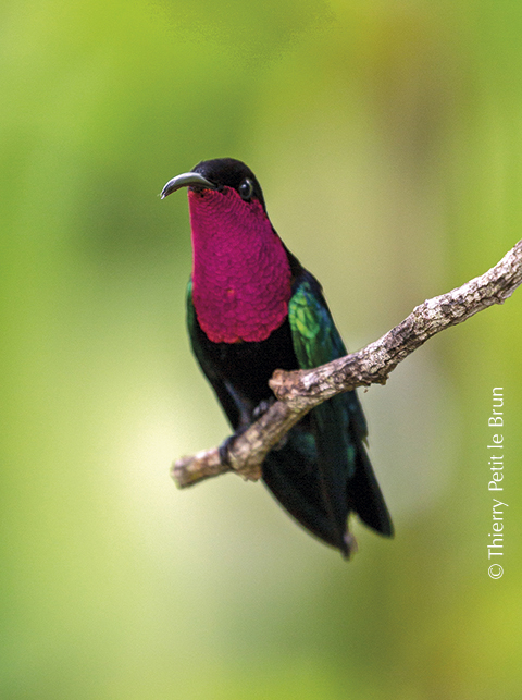 25 Colibri madère_O0A2759 thplb GAE THY