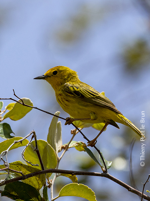 44 Paruline jaune_70A0239 THY
