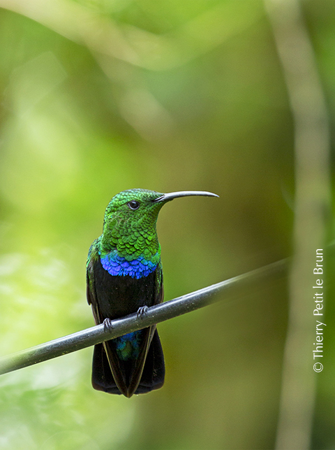 COLIBRI FALLE VERT_O0A5829 2 thplb