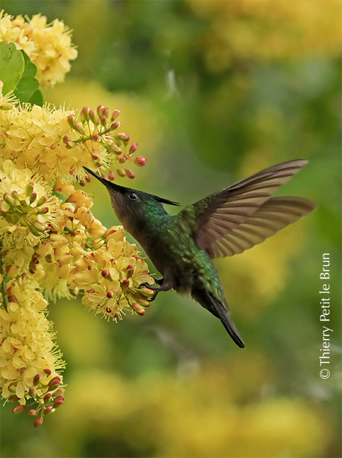 Colibri huppé_70A5016. Thplbjpg